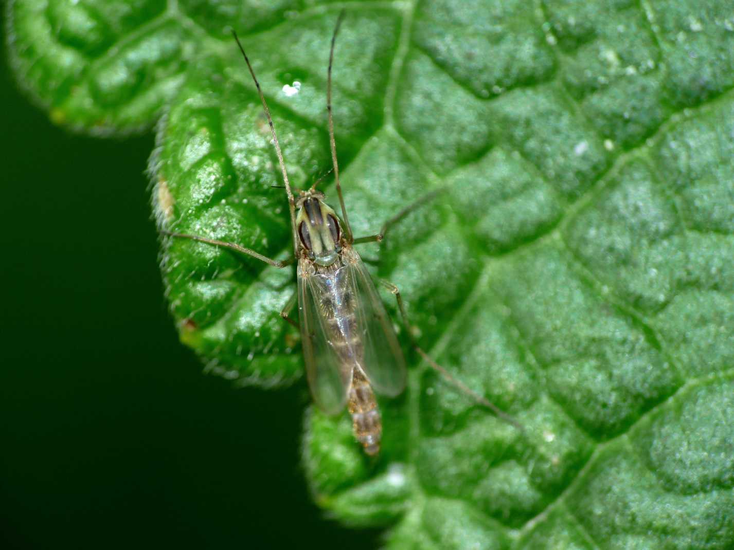 Chironomidae